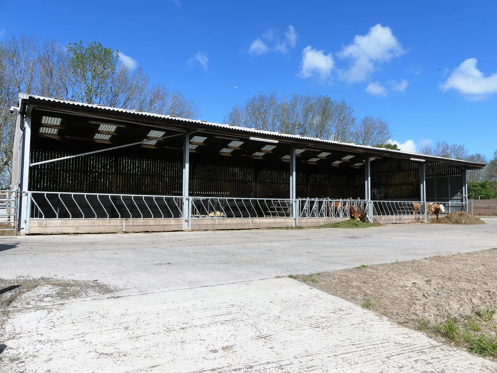 Open fronted steel cattle shed with feed barriers and cattle feeding